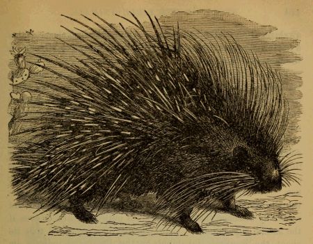 porcupine