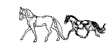 horses