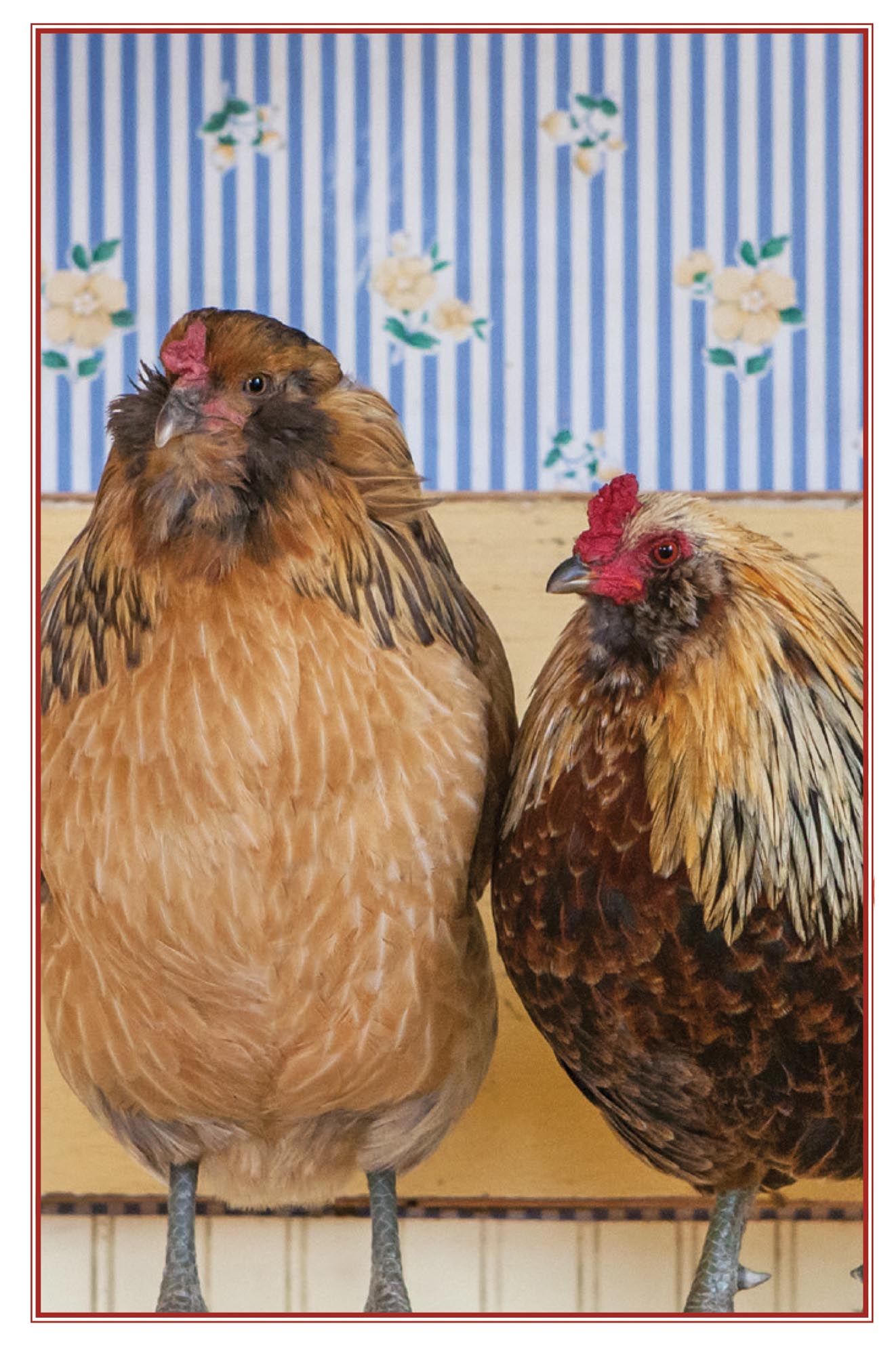 Picture of chickens.