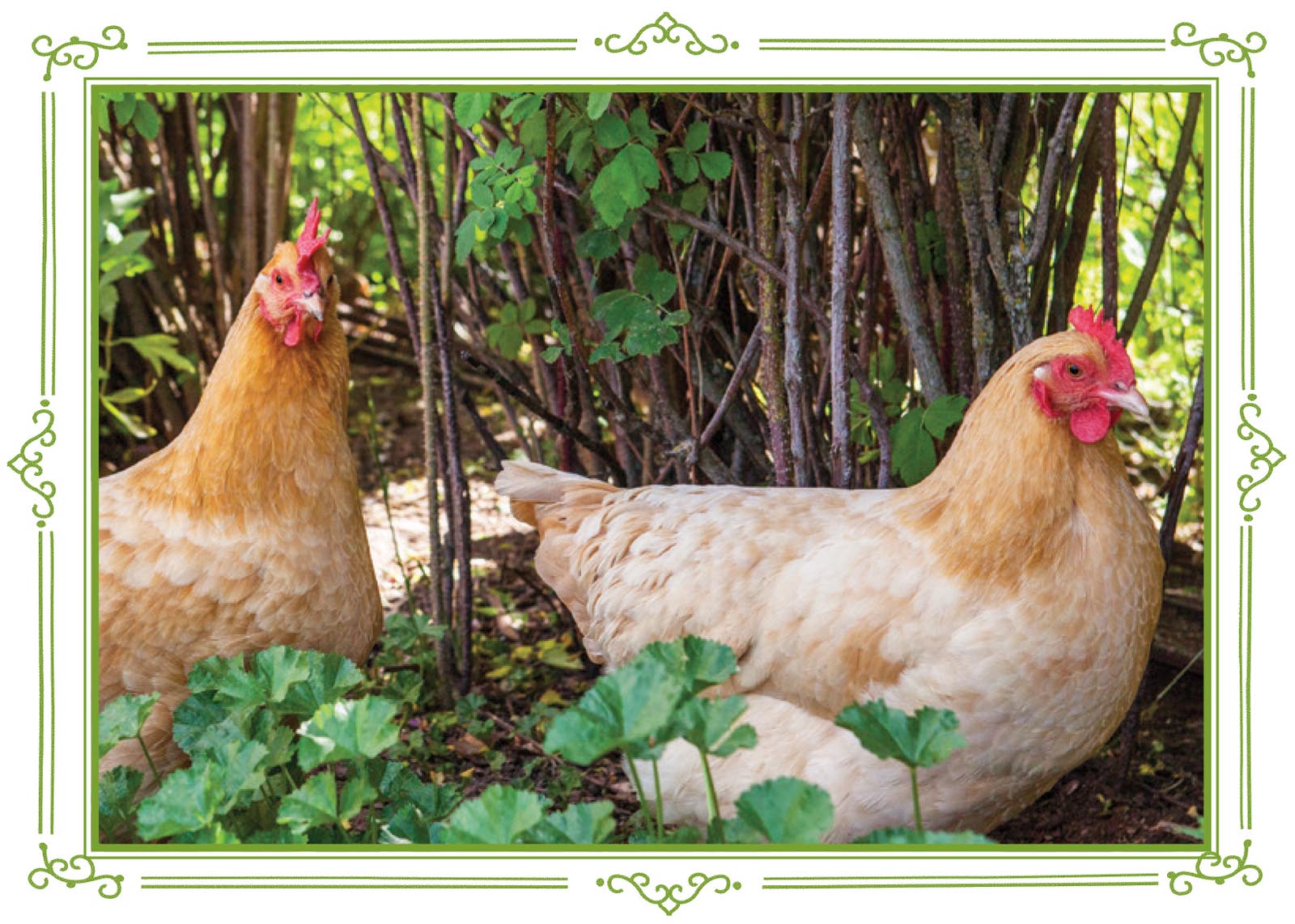 Picture of chickens.