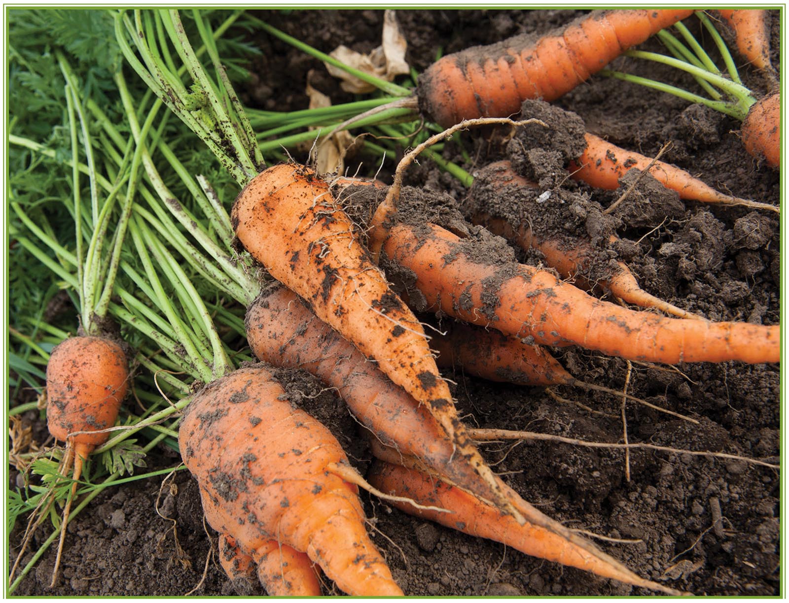 Picture of carrots.