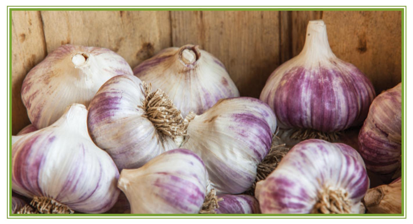 Picture of garlic cloves