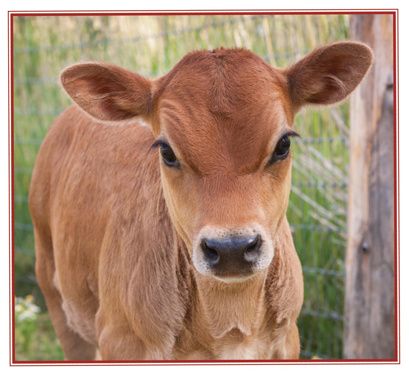 Picture of cow.