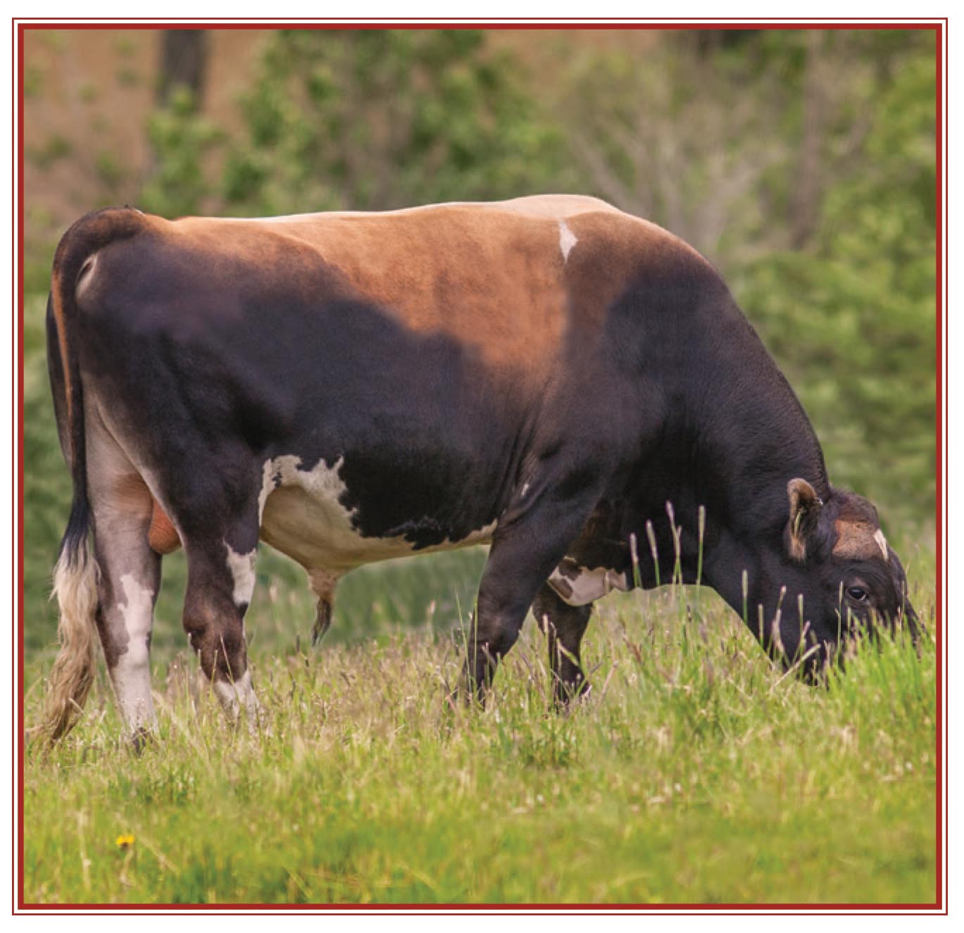 Picture of cow.