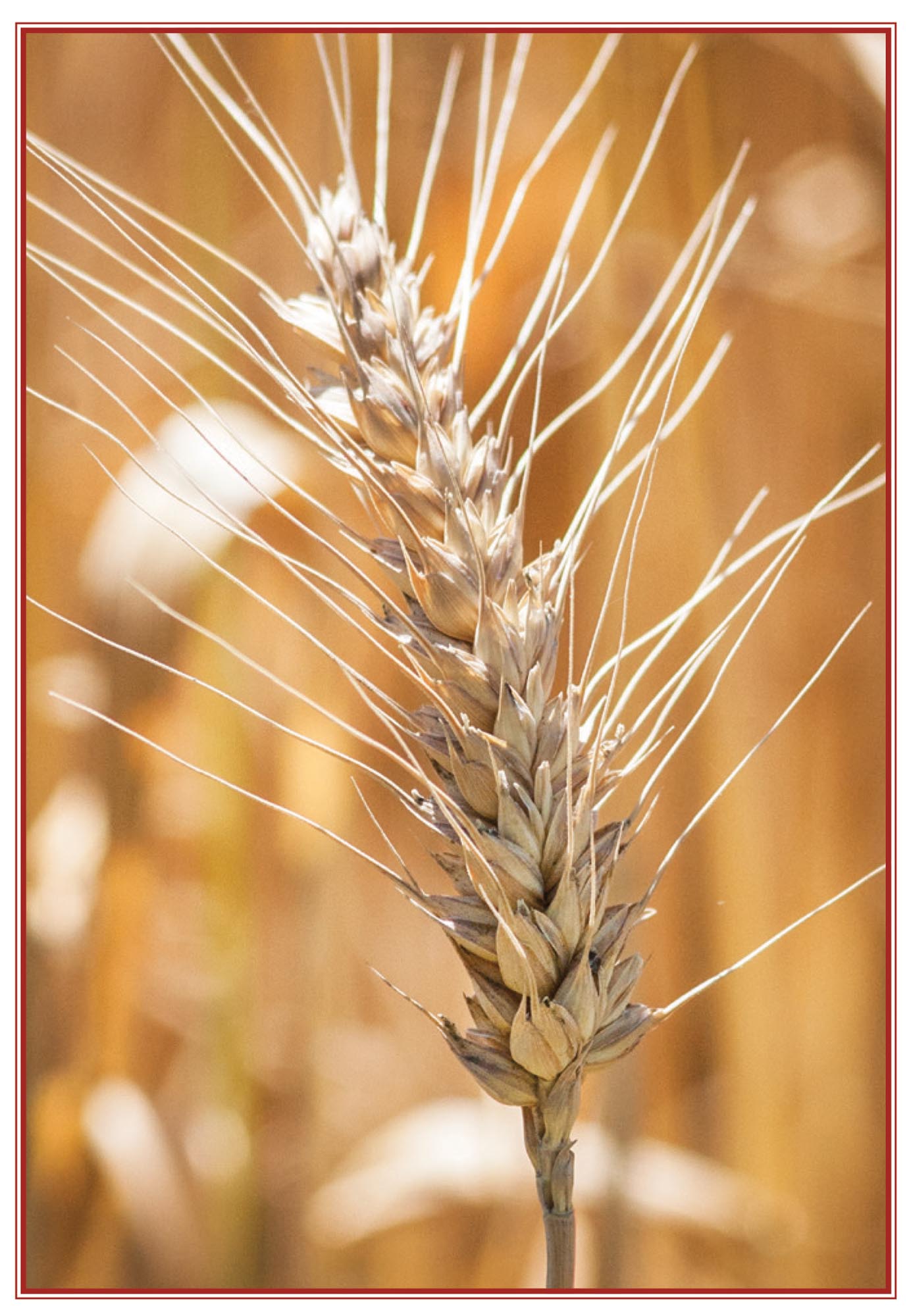 Picture of wheat.