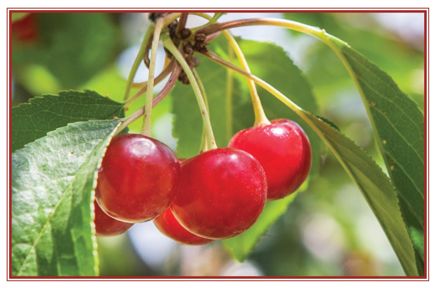 Picture of cherries.