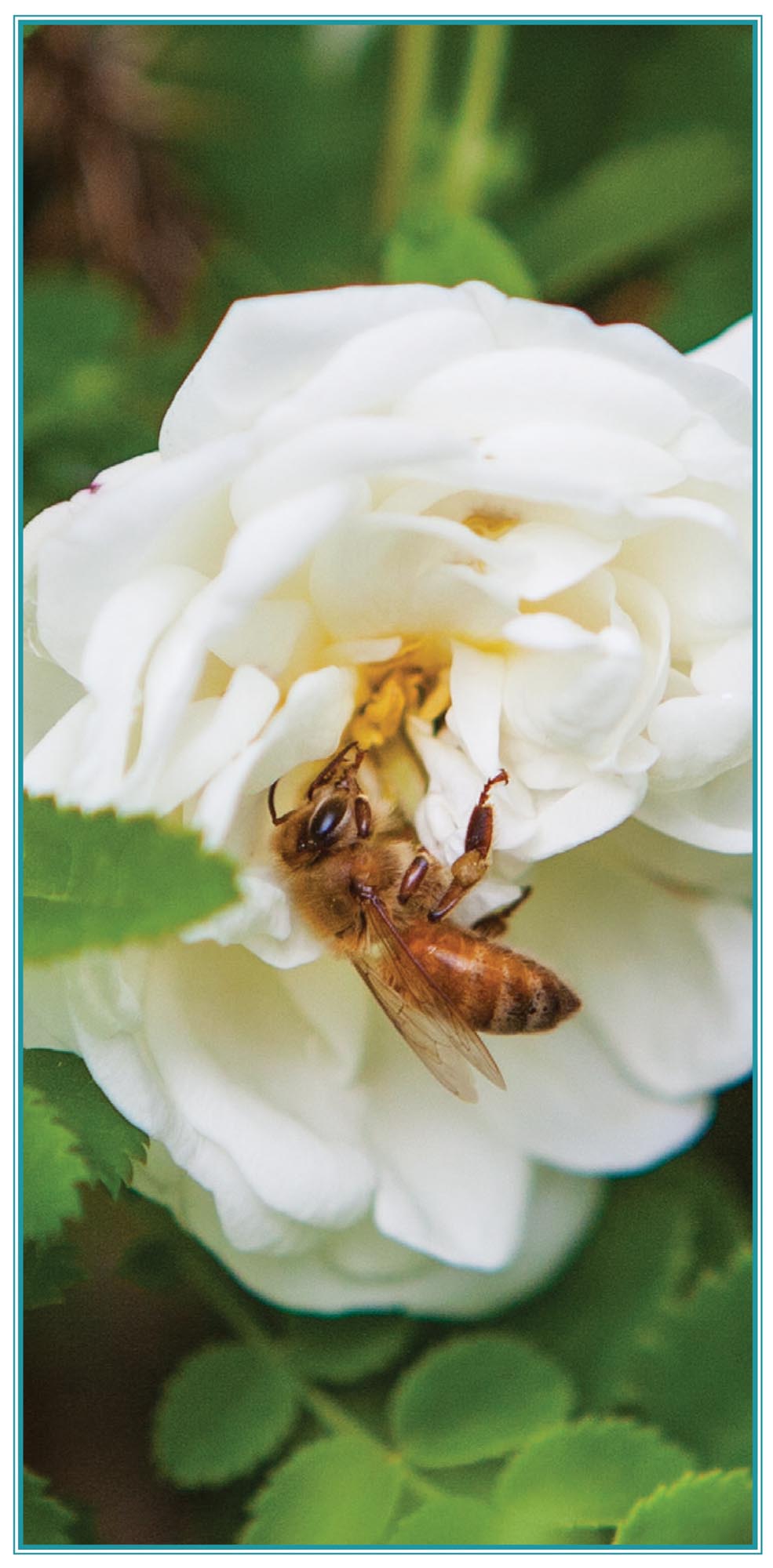 Picture of bee on flower.