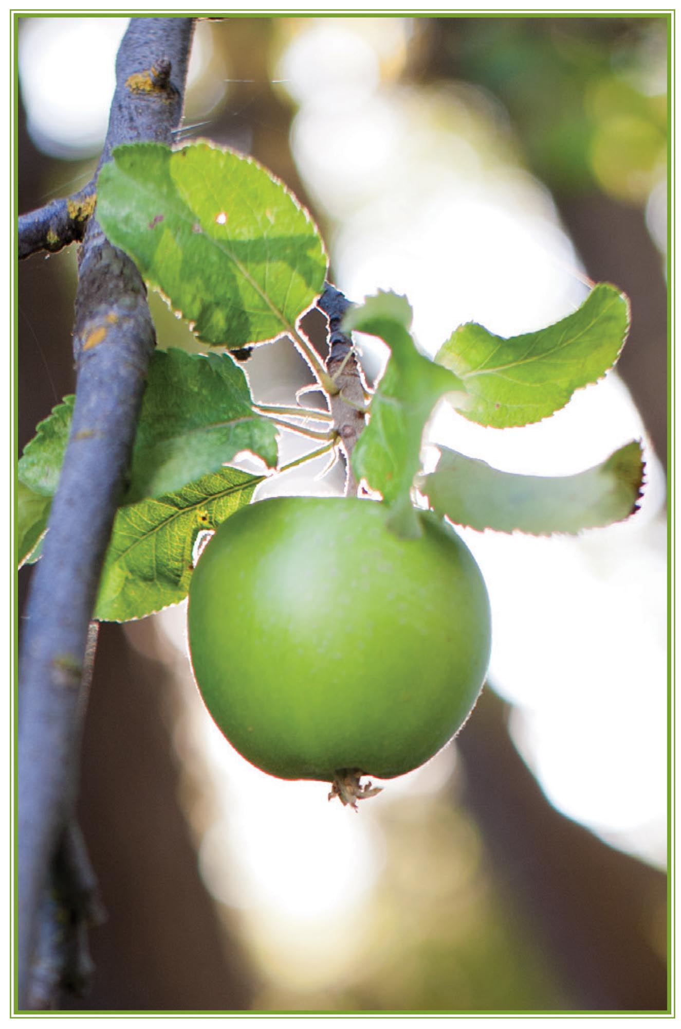 Picture of apples.