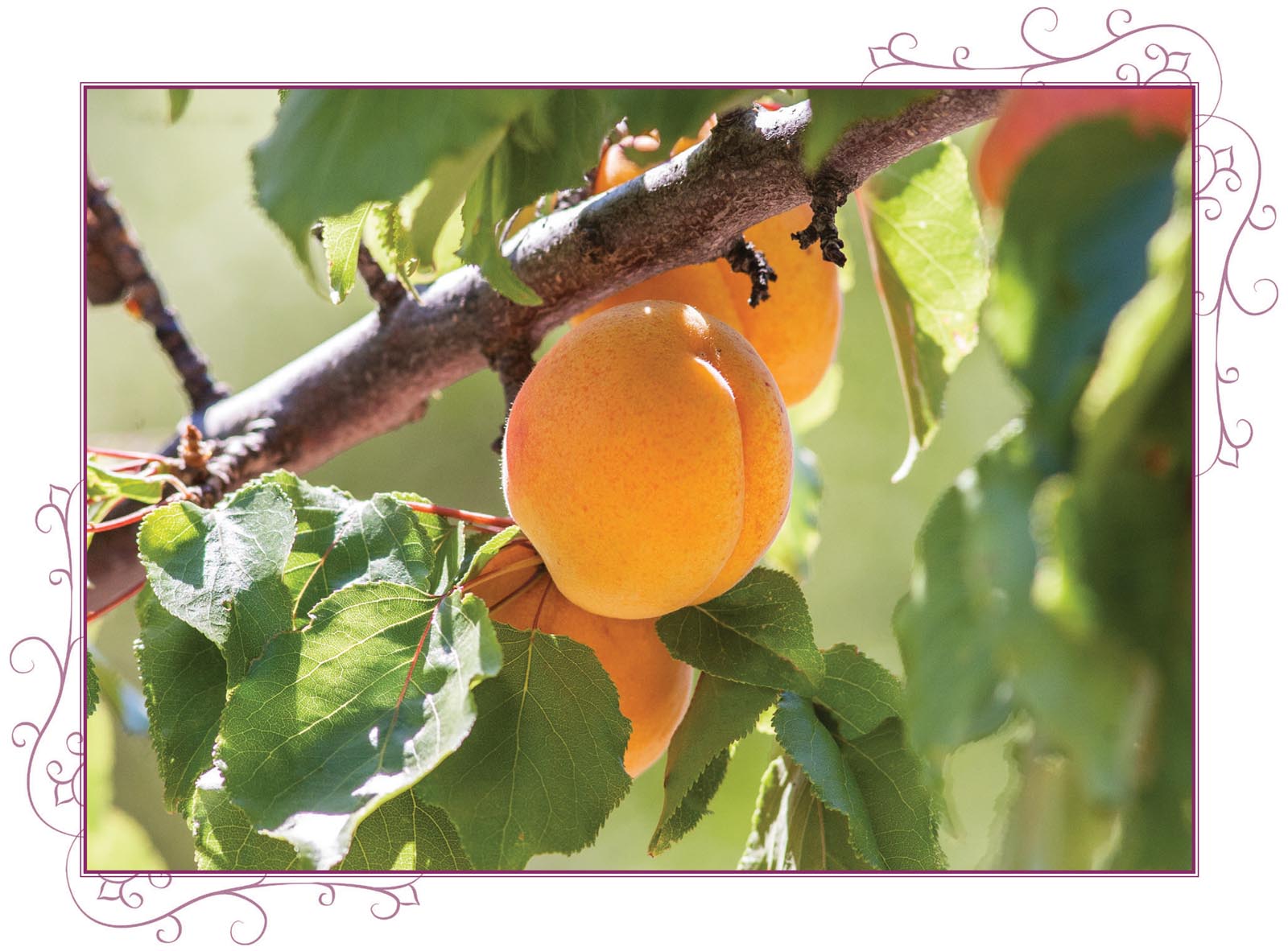 Picture of apricots.