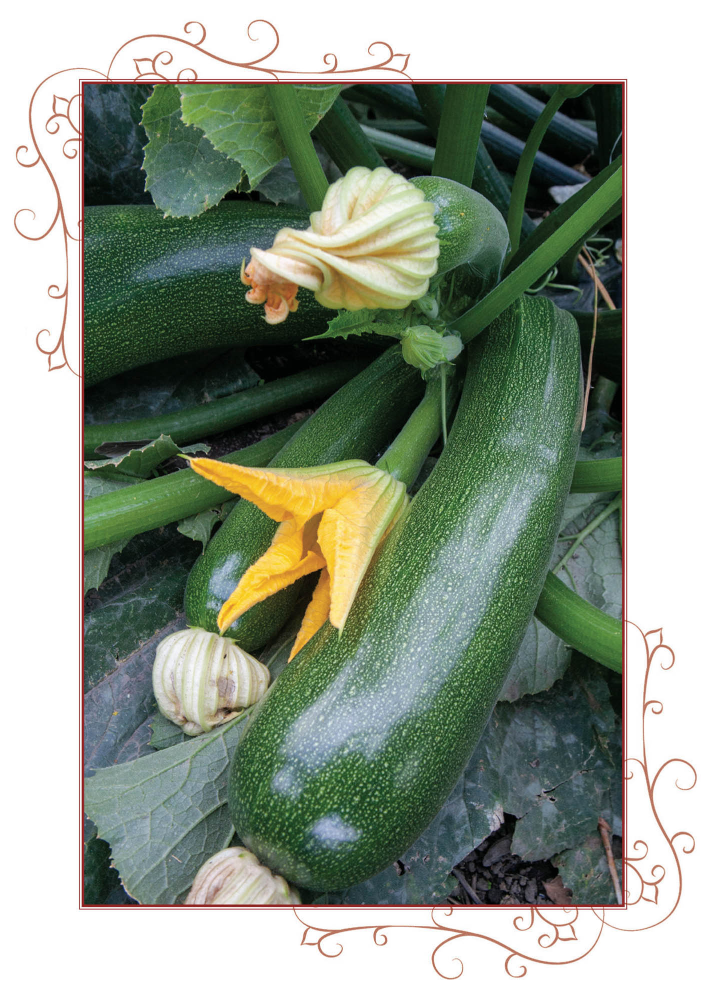 Picture of Zucchini.