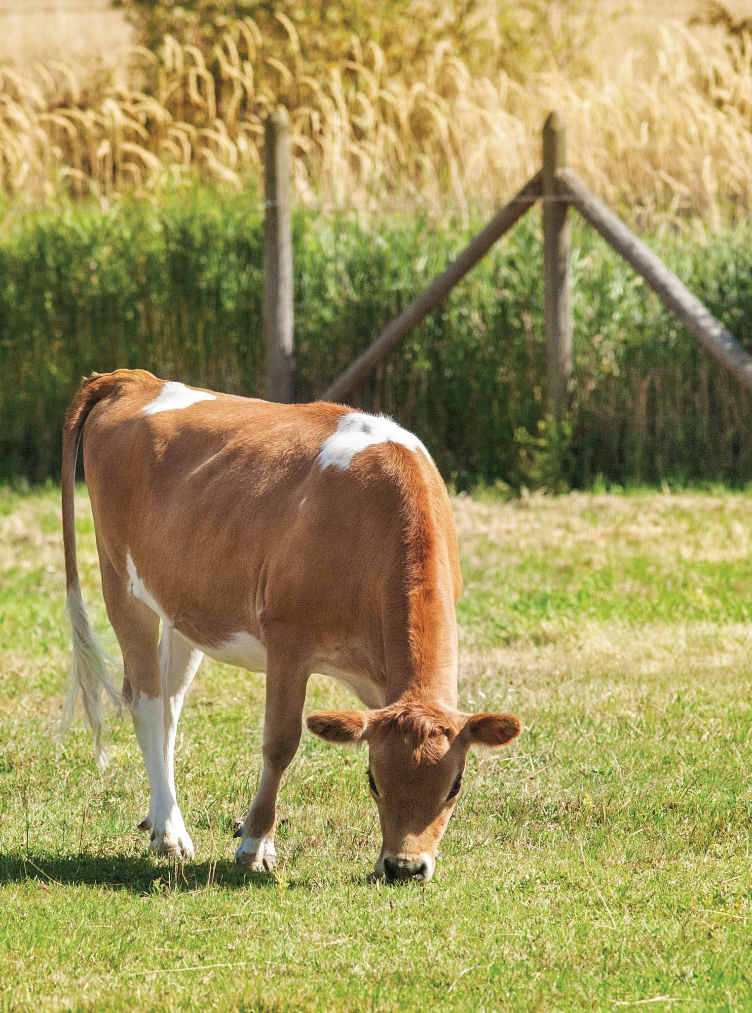 Picture of a cow.