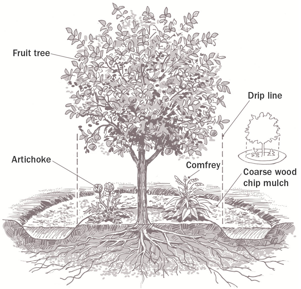 Mulch basin around a fruit tree. illo_62