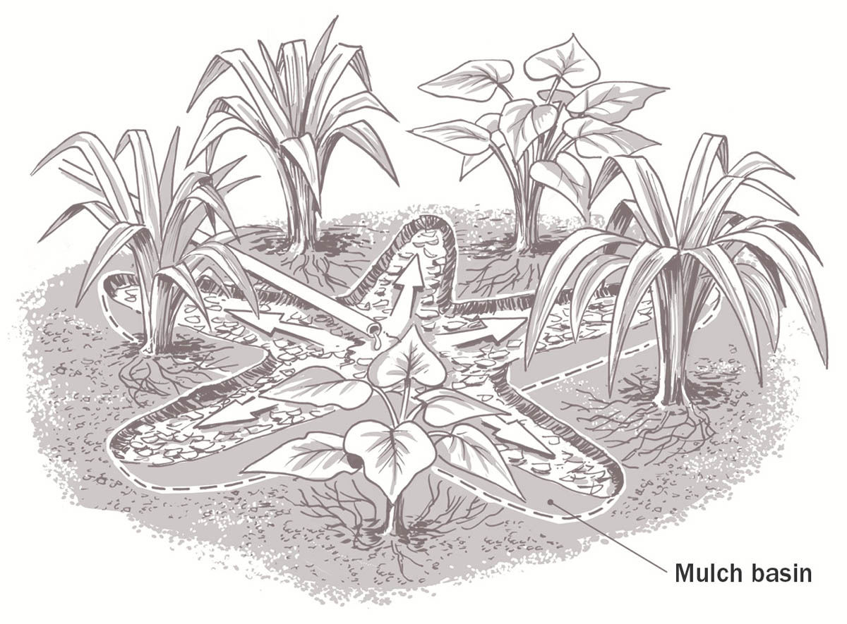 “Sun” mulch basin. Greywater flows out from center of basin toward smaller plants.