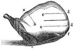 Mutton shoulder cuts