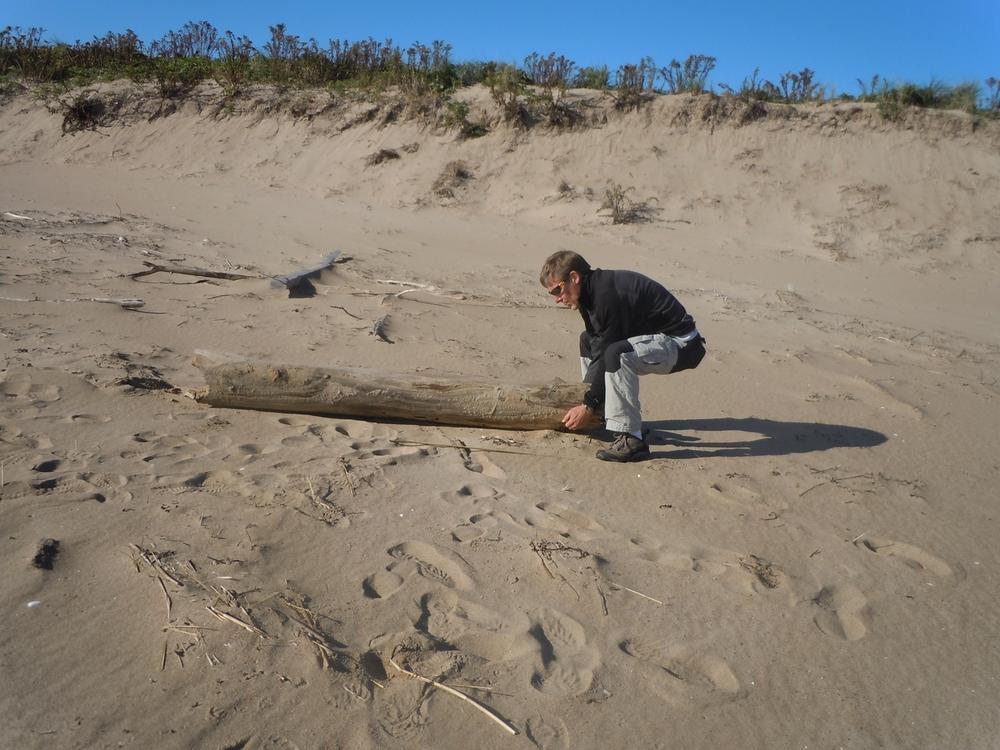 Log flipping on the beach