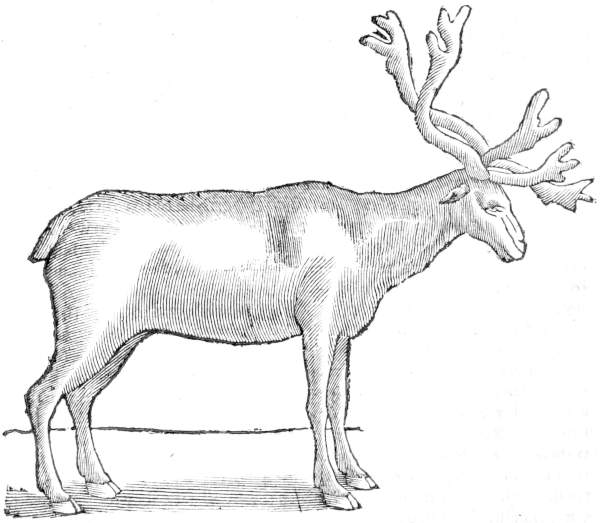 reindeer