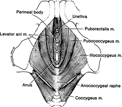 A978-0-387-09515-8_12_Fig13_HTML.jpg