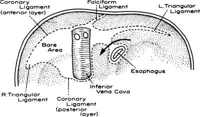 A978-0-387-09515-8_13_Fig1_HTML.jpg