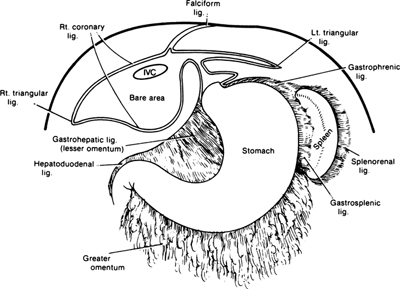 A978-0-387-09515-8_13_Fig3_HTML.jpg