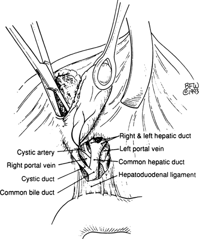 A978-0-387-09515-8_14_Fig11_HTML.jpg