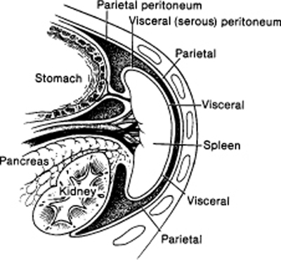 A978-0-387-09515-8_15_Fig3_HTML.jpg