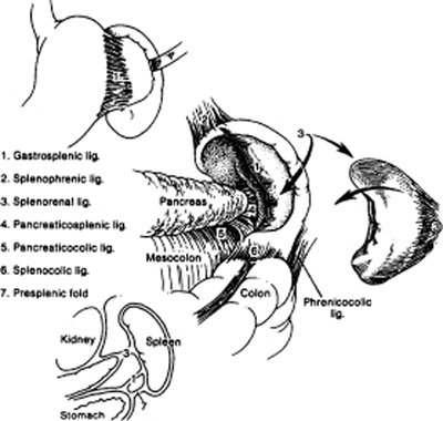 A978-0-387-09515-8_15_Fig5_HTML.jpg