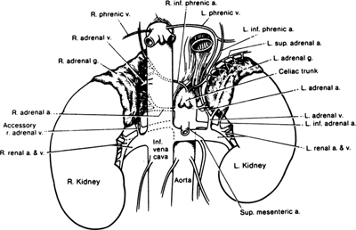 A978-0-387-09515-8_16_Fig2_HTML.jpg