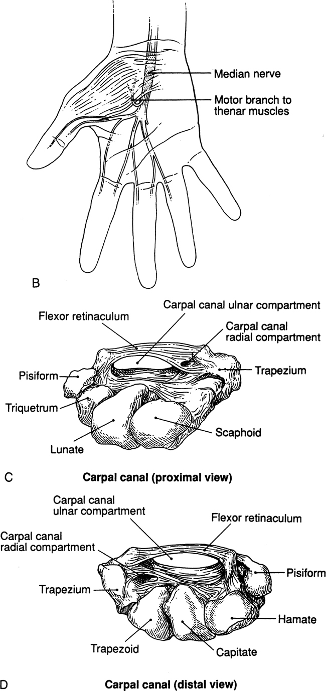 A978-0-387-09515-8_19_Fig1b_HTML.jpg