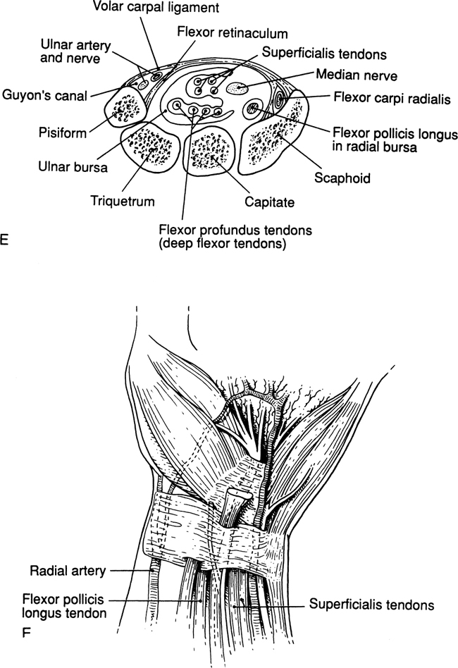 A978-0-387-09515-8_19_Fig1c_HTML.jpg