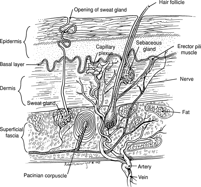 A978-0-387-09515-8_1_Fig1_HTML.jpg