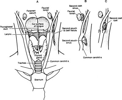 A978-0-387-09515-8_2_Fig26_HTML.jpg