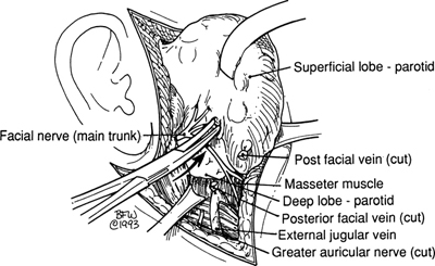 A978-0-387-09515-8_2_Fig31_HTML.jpg