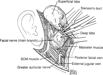 A978-0-387-09515-8_2_Fig32_HTML.jpg