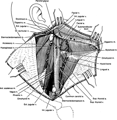 A978-0-387-09515-8_2_Fig62_HTML.jpg