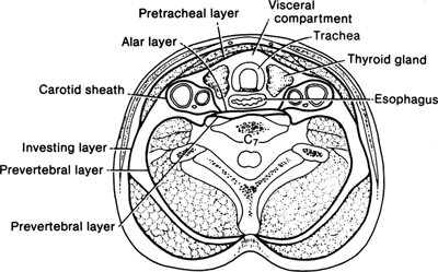 A978-0-387-09515-8_2_Fig9_HTML.jpg