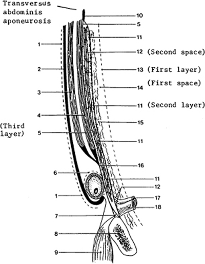 A978-0-387-09515-8_4_Fig11_HTML.jpg