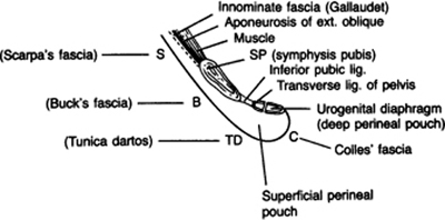 A978-0-387-09515-8_4_Fig6_HTML.jpg