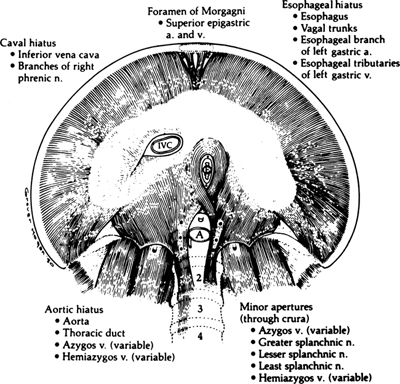 A978-0-387-09515-8_5_Fig4_HTML.jpg