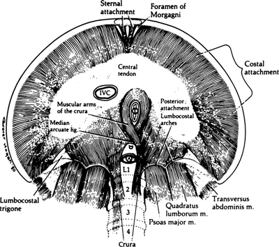 A978-0-387-09515-8_5_Fig6_HTML.jpg