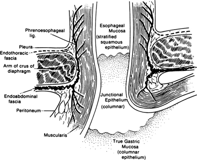 A978-0-387-09515-8_6_Fig6_HTML.jpg