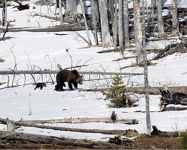 Kevin_Rhoades_Grizzly_Bear_4.tif