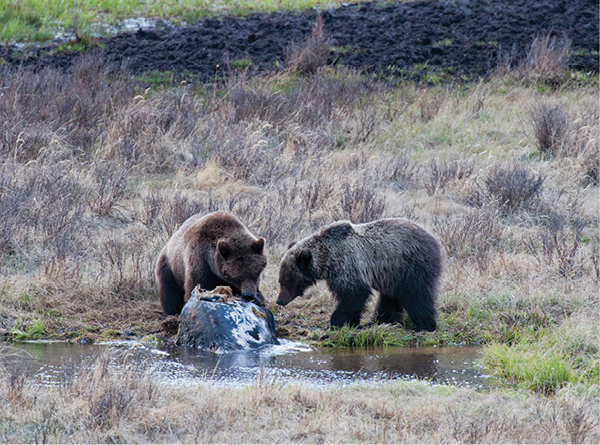 William_Mullins_Grizzly_Bear_68.tif