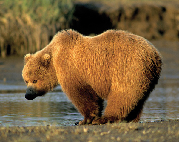 William_Mullins_Grizzly_Bear_66.tif