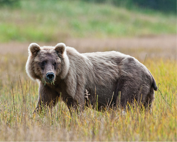 William_Mullins_Grizzly_Bear_4.tif