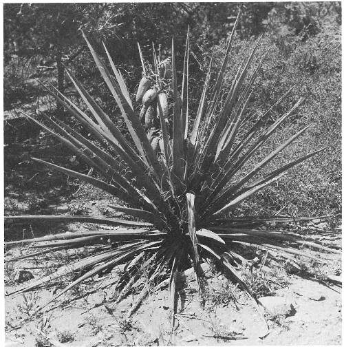 A yucca plant in fruit (Yucca baccata).