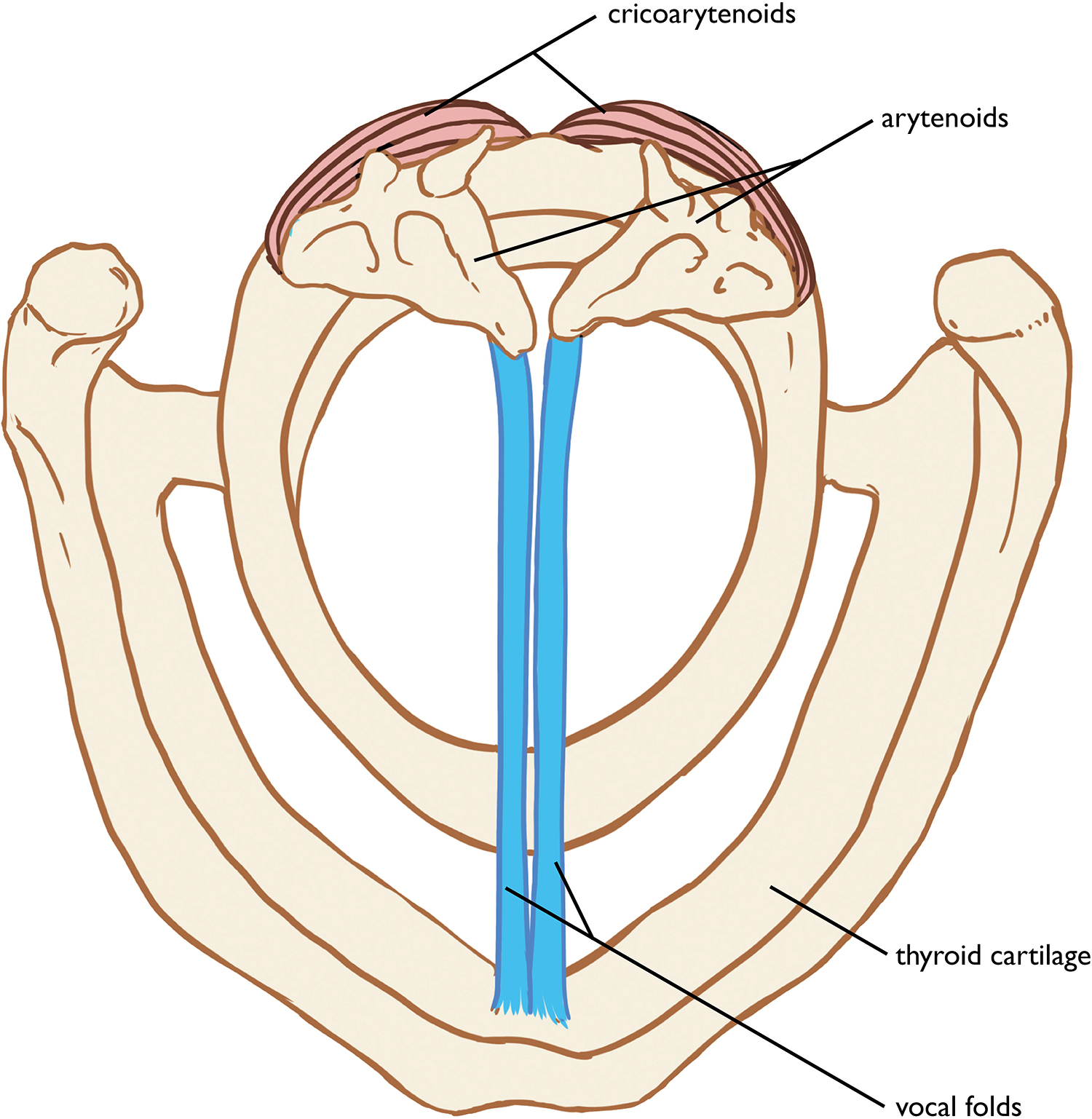 Figure 3.2 Vocal folds adducted. Sandy Escobar.