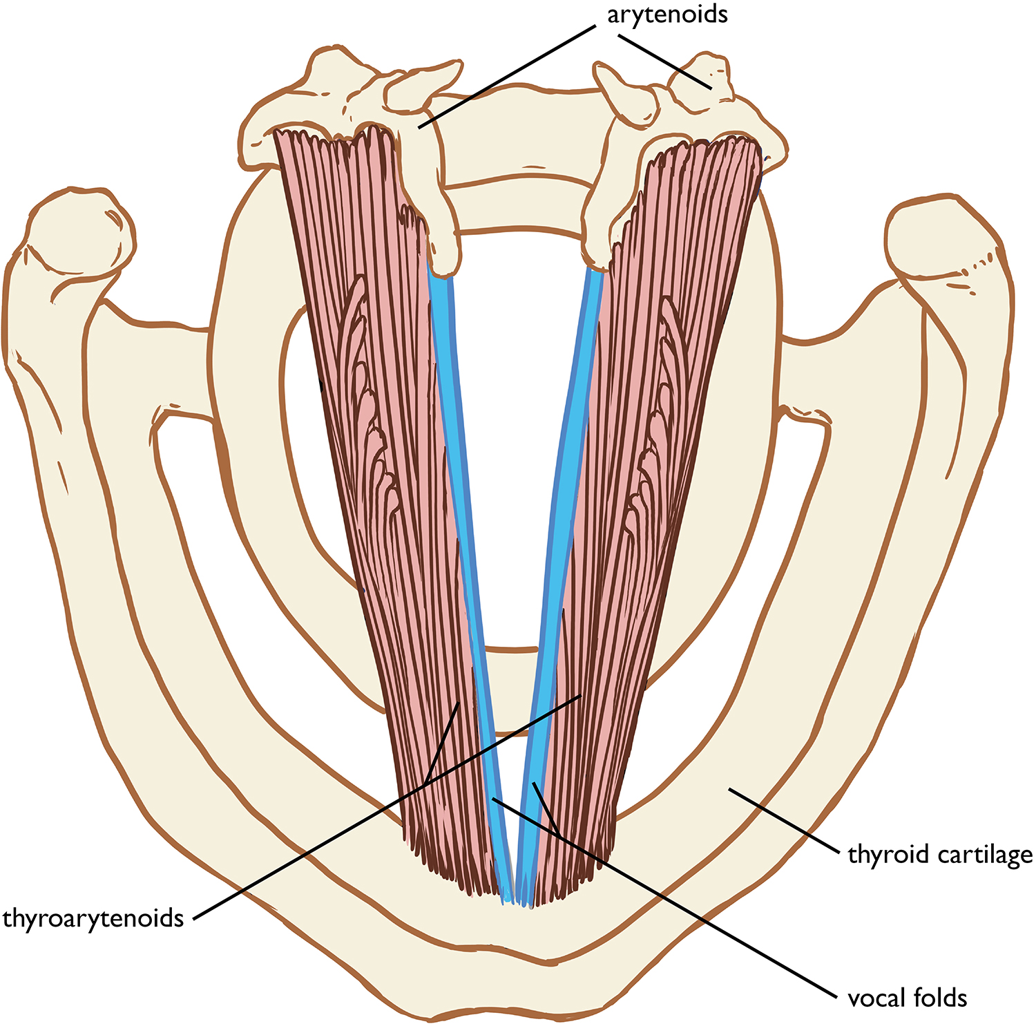 Figure 3.3 Thyroarytenoids. Sandy Escobar