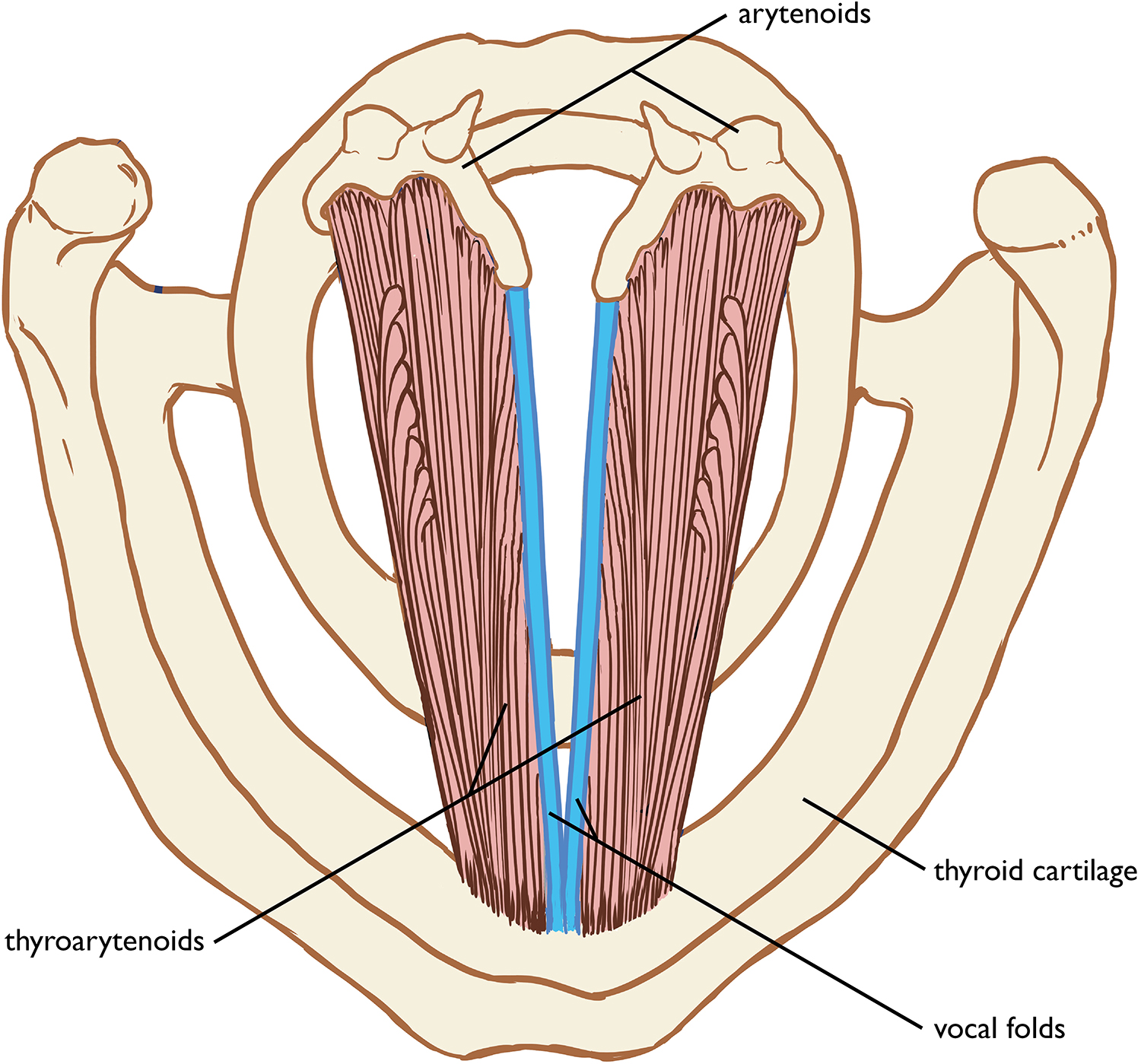 Figure 3.4 Action of the thyroarytenoids. Sandy Escobar.