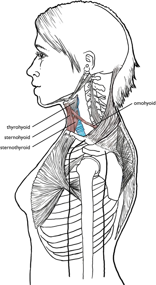 Figure 3.8 Laryngeal depressors. Sandy Escobar.