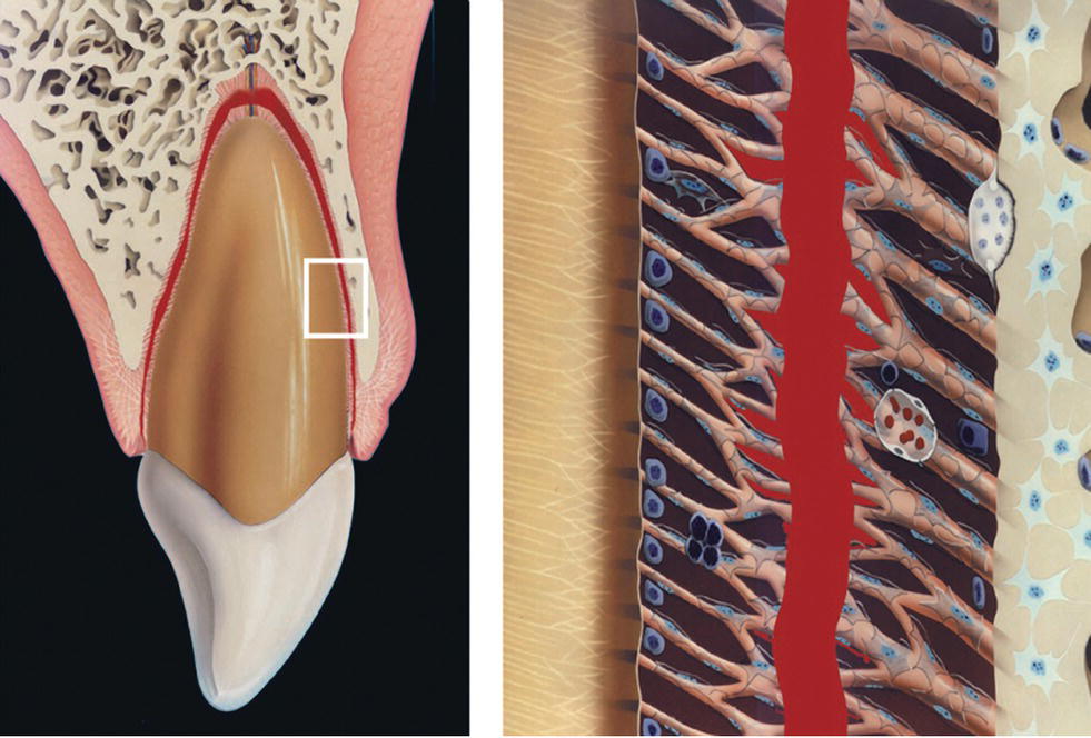 2 Illustrations displaying nature of trauma in the case of separation injury.